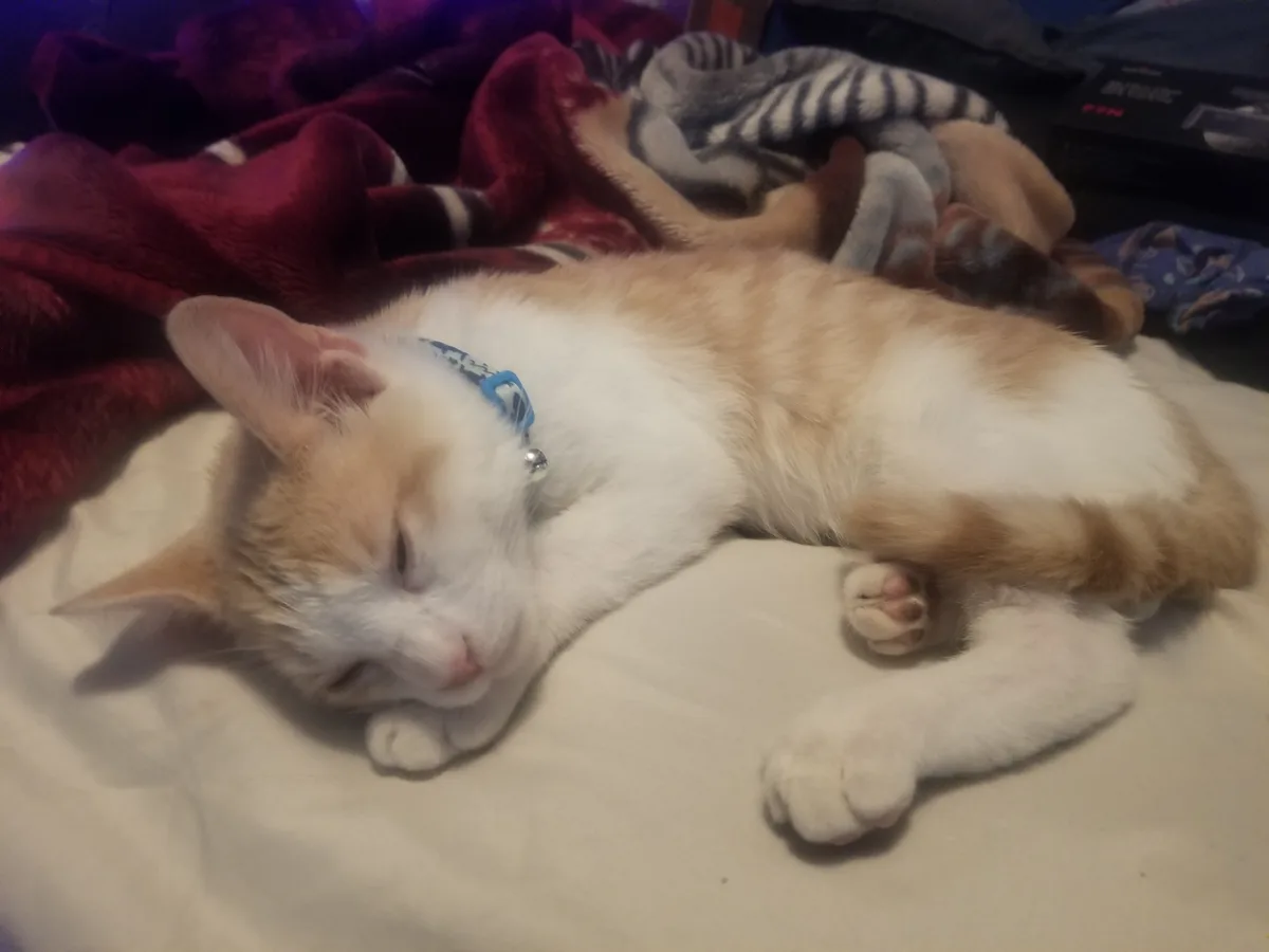 A ginger and white cat is sleeping soundly on its side on a bed, wearing a blue collar with a bell. The cat's eyes are…