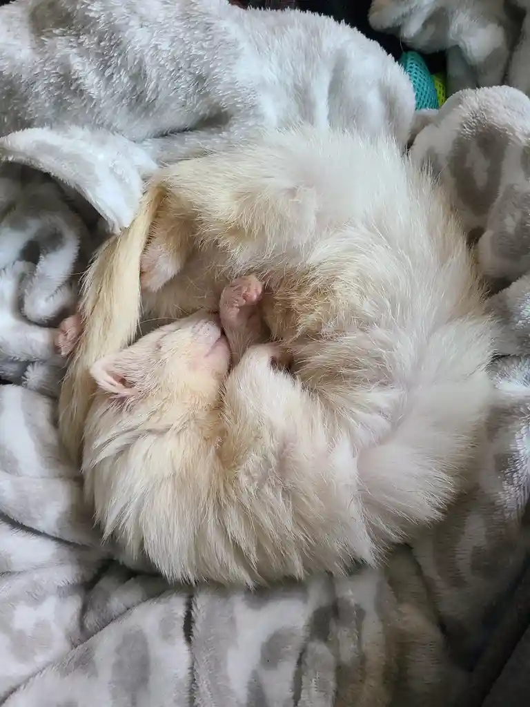 A fluffy, light-colored cat is curled up asleep on a soft, gray and white patterned blanket, its body relaxed and paws…