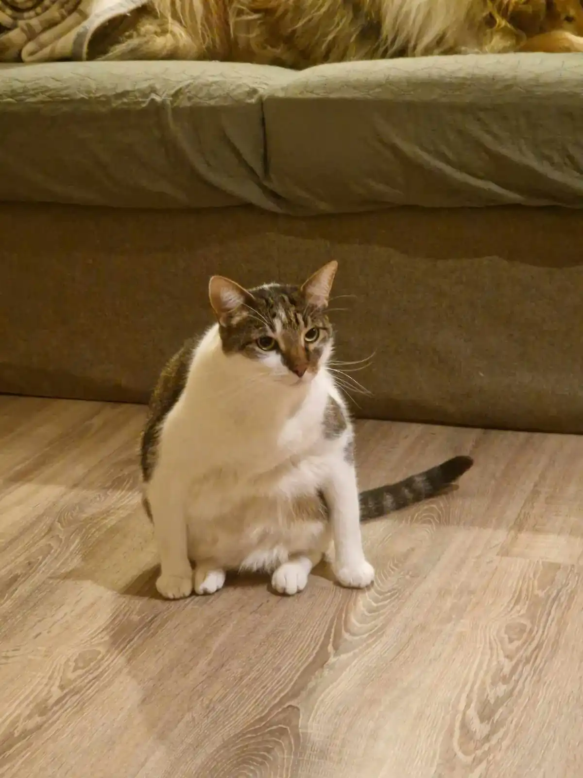 A fluffy white and brown tabby cat sits on a light wood floor in front of a green couch, looking directly at the camera with…