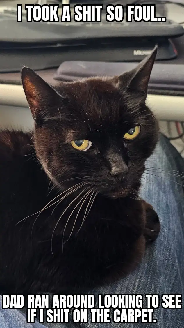 A close-up photo of a black cat with yellow eyes looking directly at the camera, resting on blue denim fabric. The cat has a…