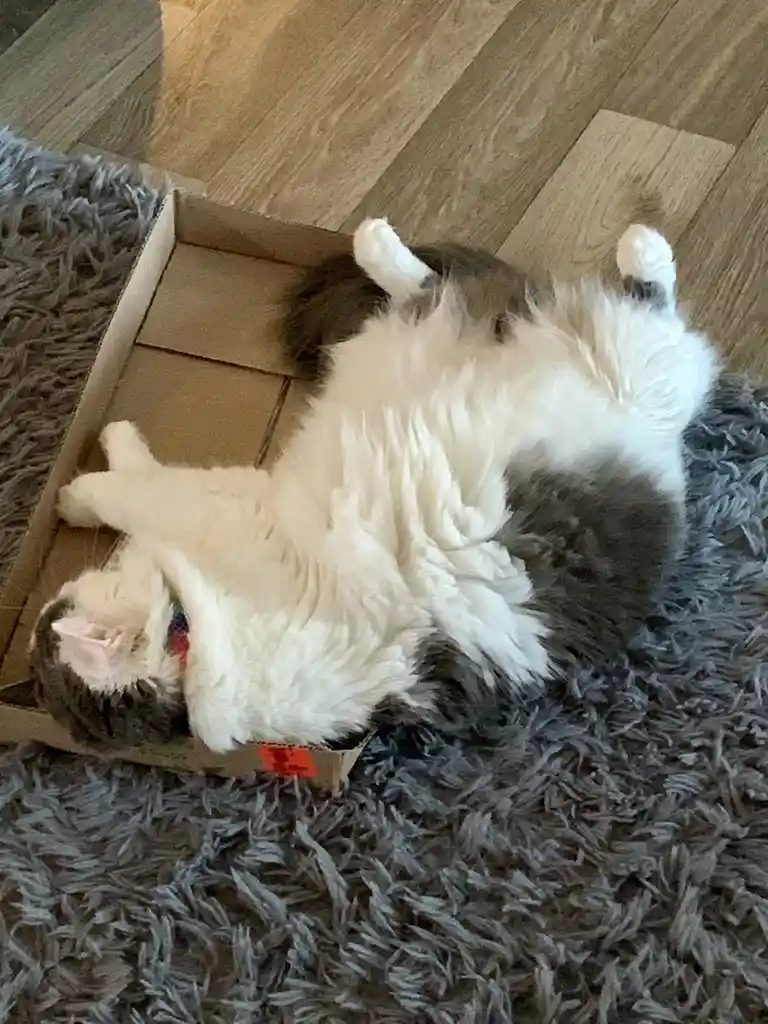 A fluffy gray and white cat is lying on its back inside a cardboard box, paws up in the air, on a gray shag rug next to…