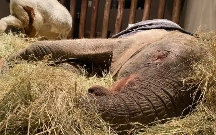 An elephant lies on its side in a bed of straw, appearing to rest or sleep, with a blanket draped over its back. In the…