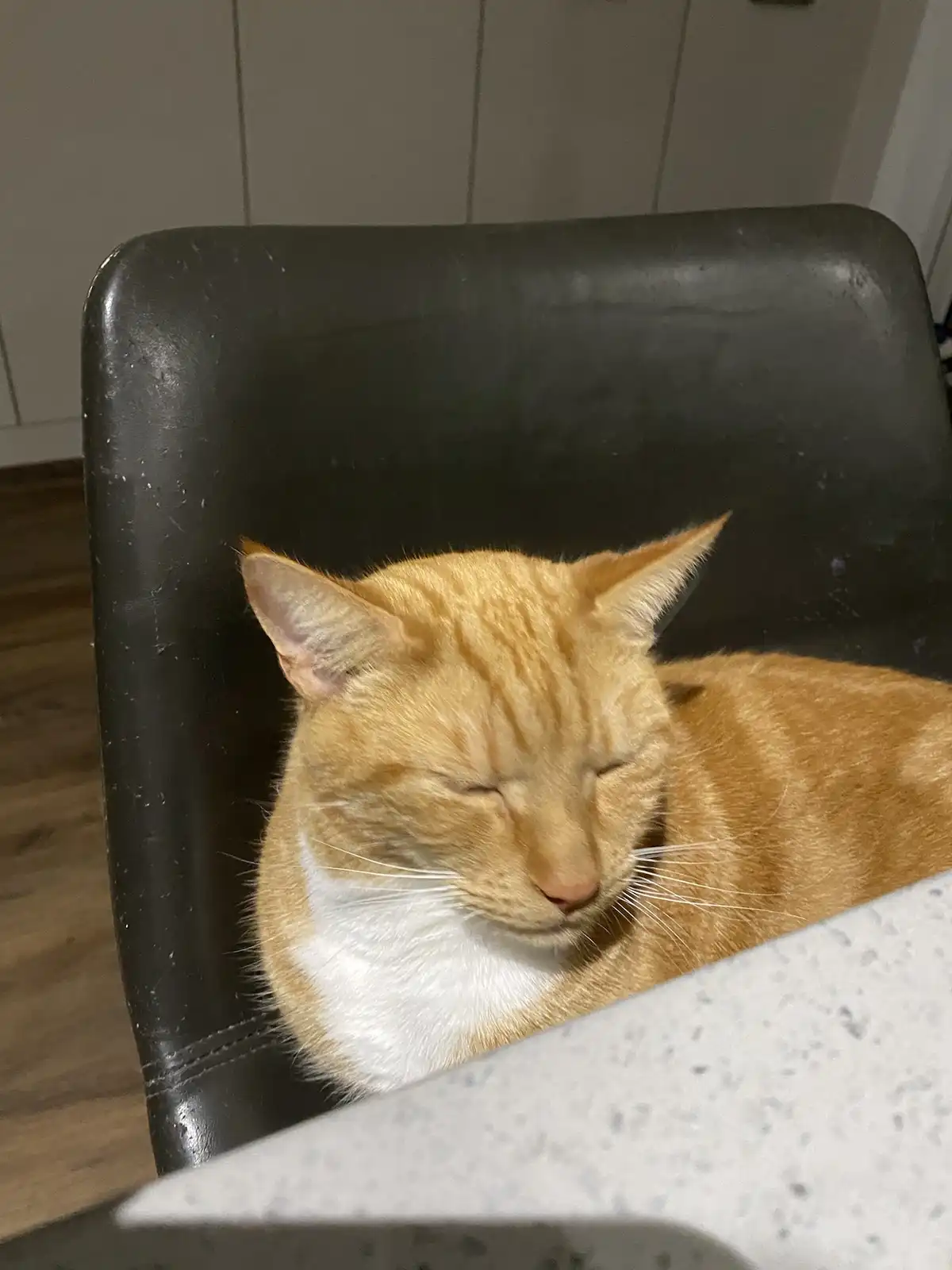 An orange tabby cat with a white chest is curled up and sleeping soundly on a black chair, its eyes closed and face relaxed…