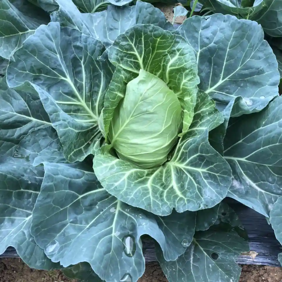 A top-down photo of a green cabbage with large, textured outer leaves and a tightly wrapped, lighter green inner core…