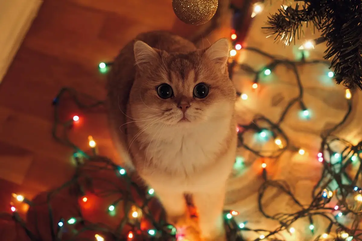A fluffy, light-brown cat with wide, startled eyes stares directly at the camera, surrounded by tangled, glowing…