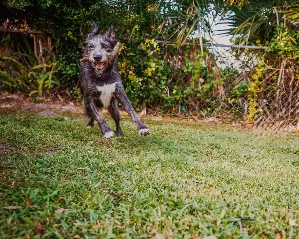 A scruffy black and white dog with a white chest and paws is captured mid-leap in a grassy yard, joyfully carrying a stick…