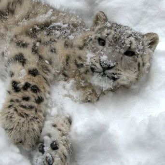 a snow leopard lies relaxed in deep snow, its spotted fur dusted with snowflakes, looking directly at the camera with a calm…