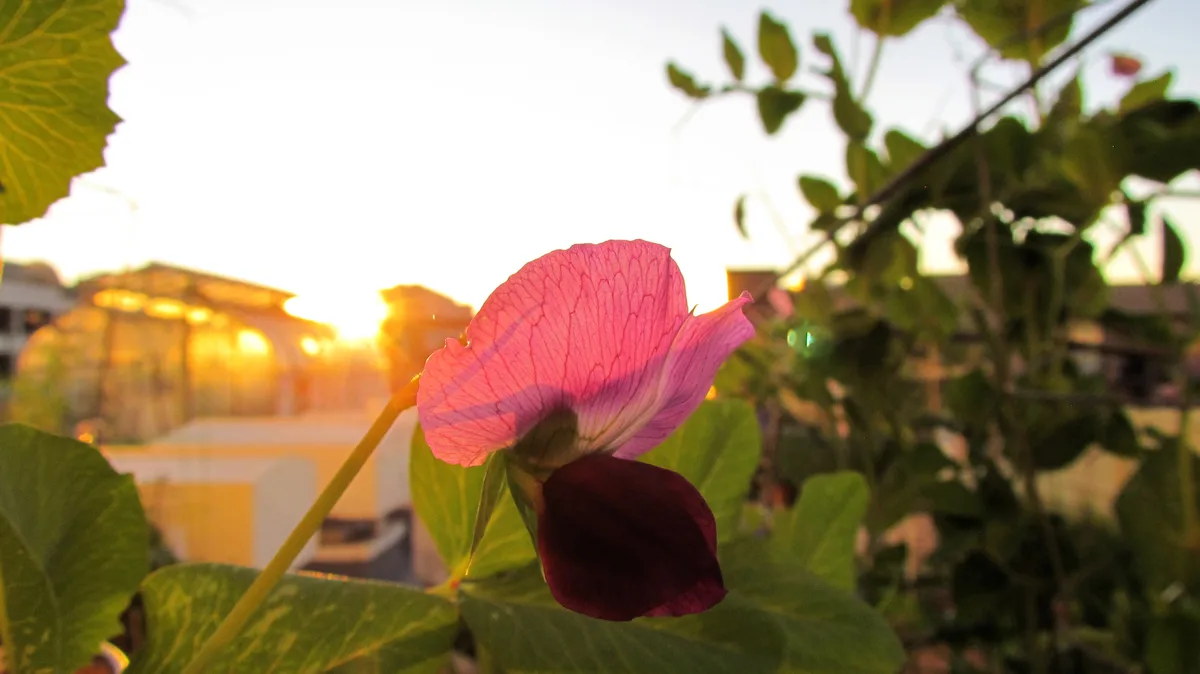 A close-up photograph shows a pink and purple pea flower in sharp focus against a blurred background of green foliage and a…