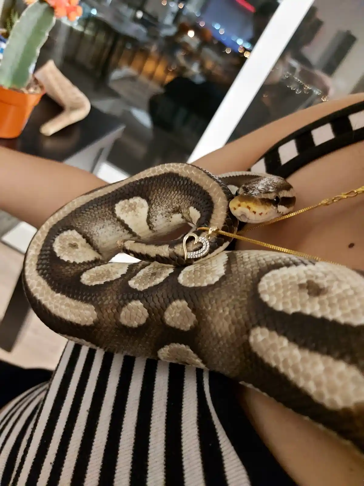 A large, patterned ball python is coiled around a person's arm and torso, resting on their black-and-white striped clothing…