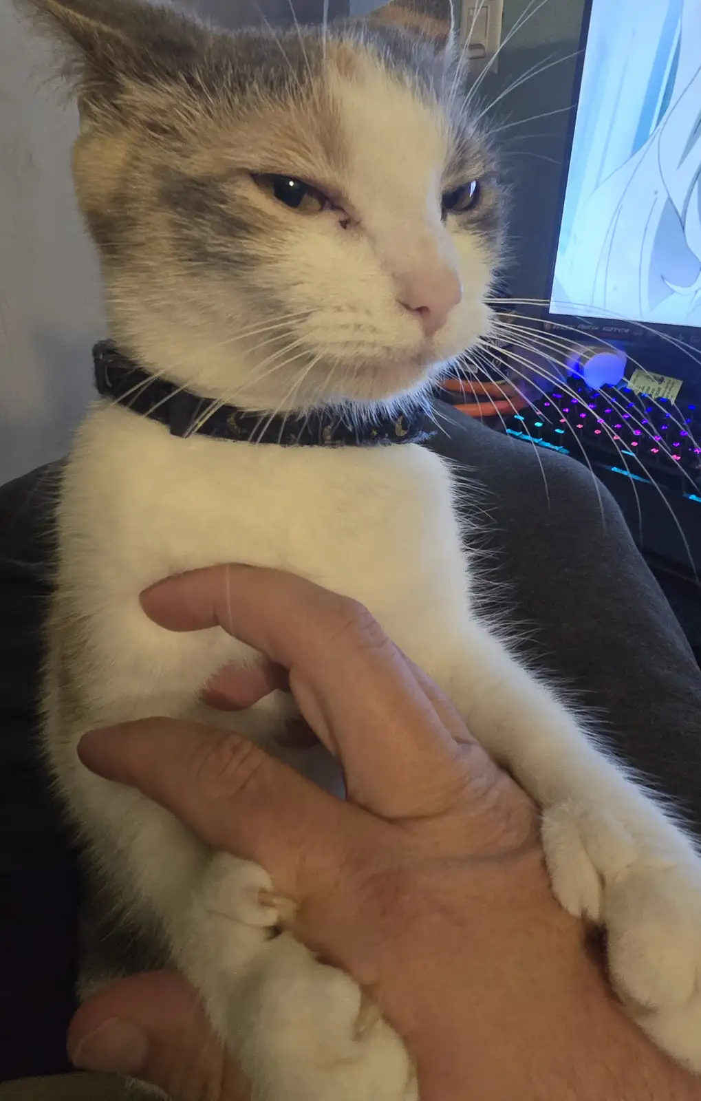 A close-up photo shows a white and gray cat with a black collar being held by a person's hand, looking away with a visibly…