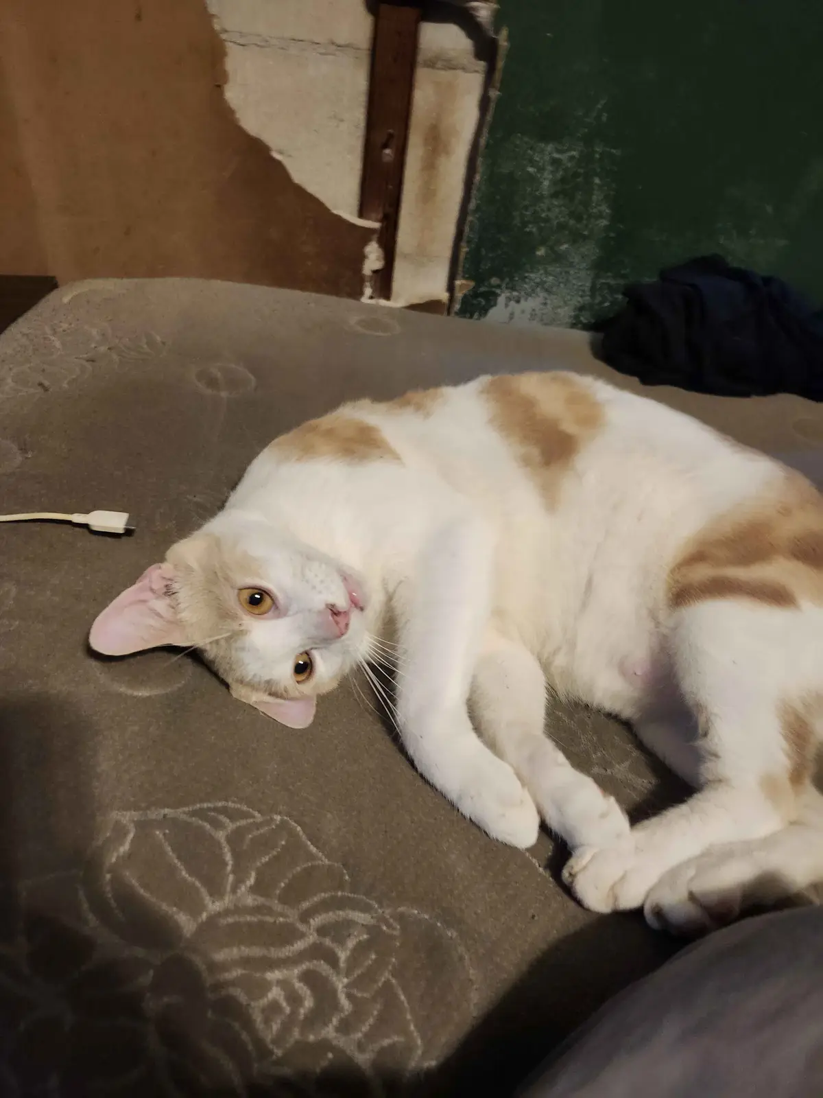 A white and orange cat lies on its side on a brown patterned bedspread, looking up with wide eyes. A white USB cable lies…