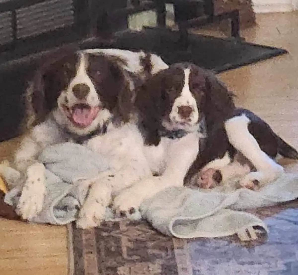 Two brown and white spaniel dogs are lying on a light-colored blanket on a patterned rug. The dog on the left has its mouth…