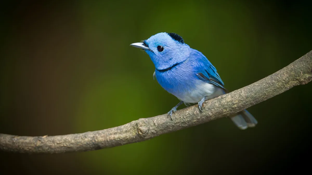 A male black-naped monarch butterfly boasts brilliant baby blue feathers, a stark contrast to the monarch butterfly's orange…