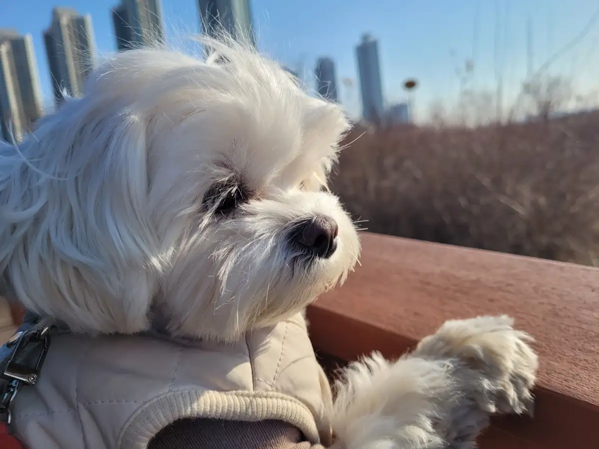 When the Wind Blows, So Does My Dog