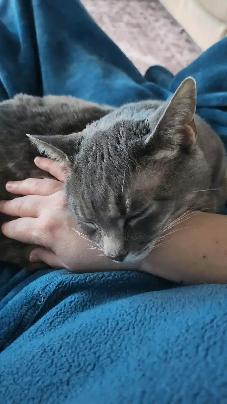 A gray cat with closed eyes is curled up and sleeping soundly on a person's arm, which is resting on a blue blanket. The…