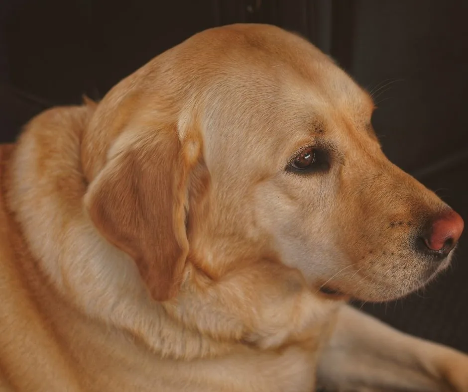 A close-up of a yellow Labrador Retriever looking off to the side with a calm, slightly melancholic expression. The dog's…