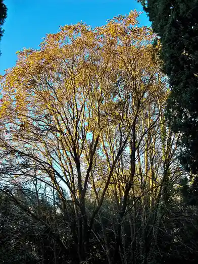 A low-angle photo shows a tree with thin, numerous branches and sparse golden-yellow leaves against a clear blue sky, framed…