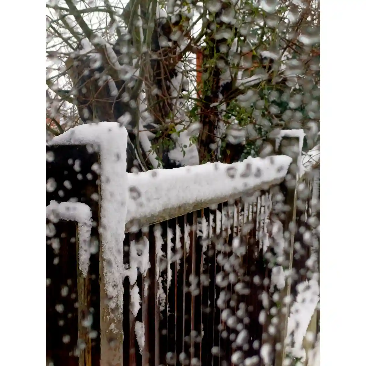 A close-up photo shows a wooden fence and tree branches heavily coated in snow and ice, with icicles hanging from the top…