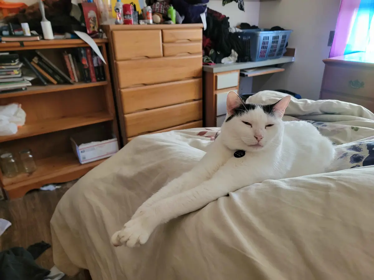 A white cat with black markings on its head and ears is lounging on a bed with one paw stretched out, looking relaxed and…