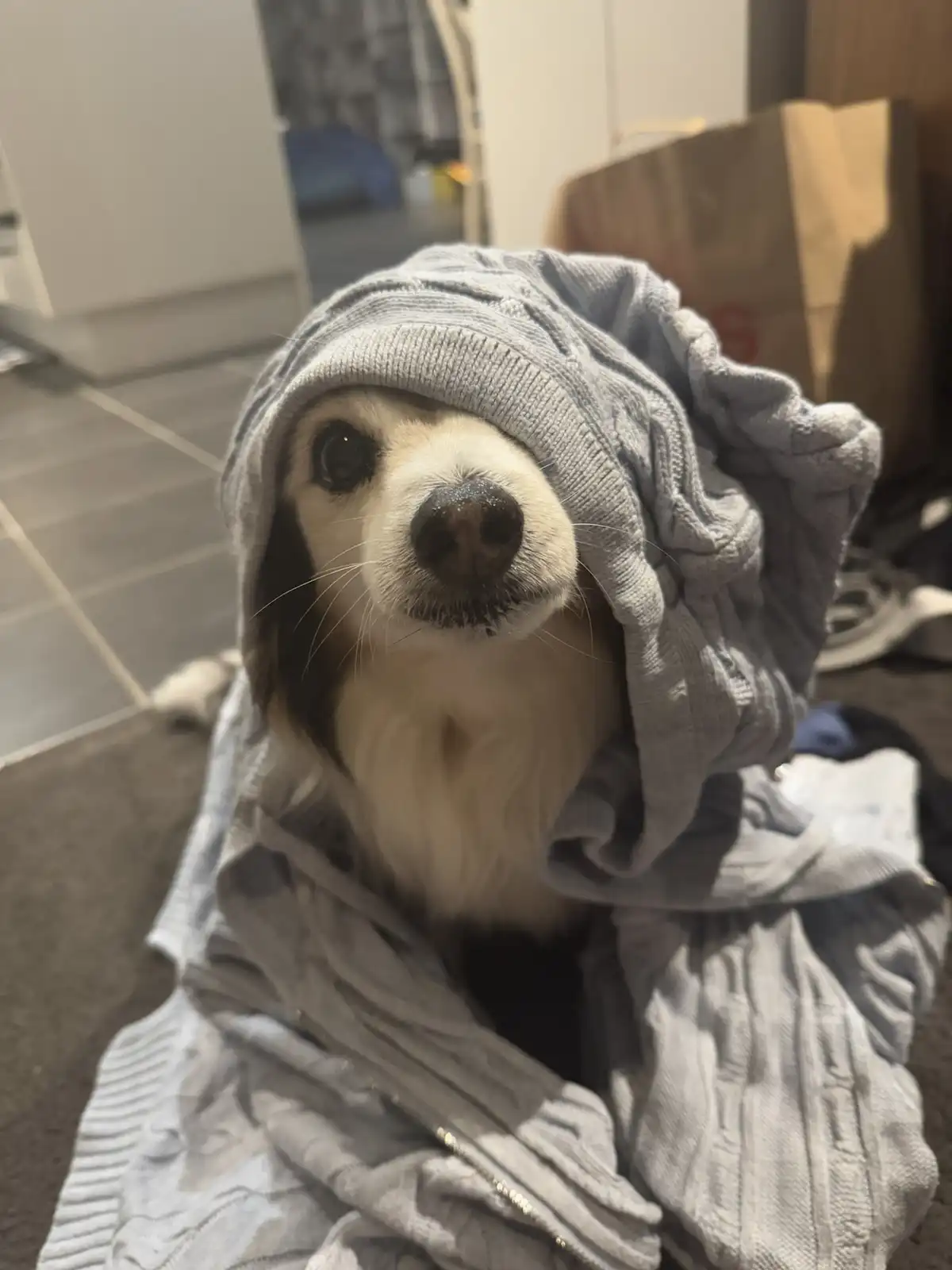 A small dog with white and brown fur is wrapped in a grey, textured hoodie, with only its face visible, looking directly at…