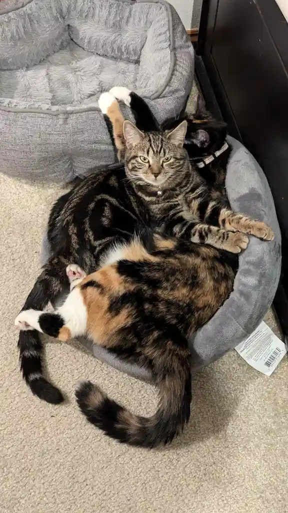 Just Cats Being Cats