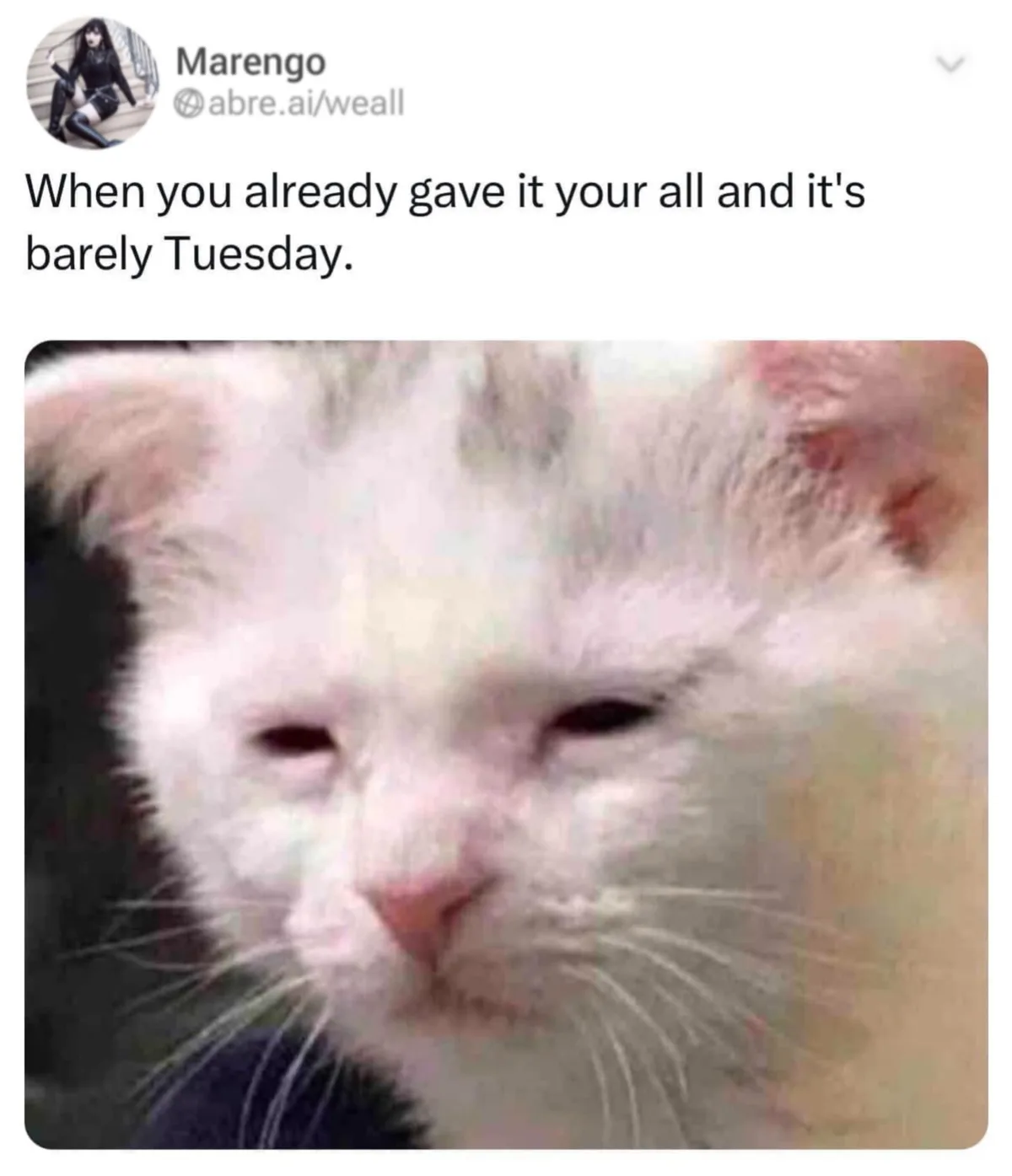 A close-up image of a white cat with a tired, weary expression, its eyes half-lidded and fur slightly messy, conveying…