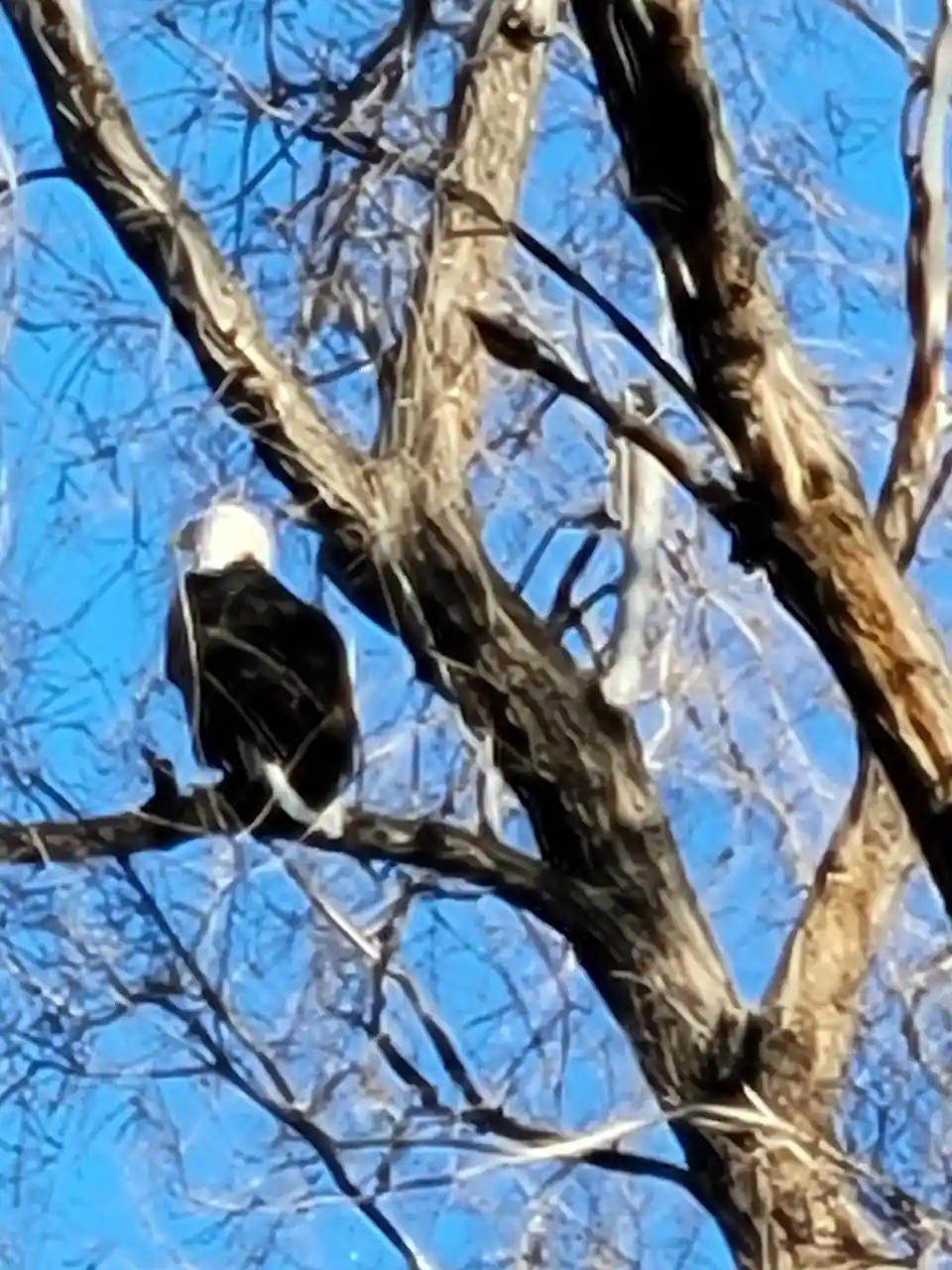 A bald eagle with a white head and dark body is perched on a bare tree branch against a clear blue sky. The image has text…
