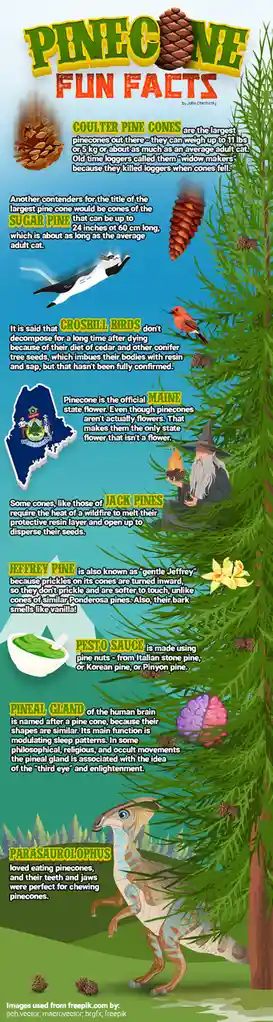 An infographic titled 'PINECONE FUN FACTS' by John Cheshirsky lists quirky facts about pinecones, including their size…
