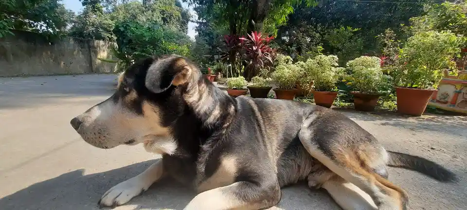 Just a Dog Being Adorable