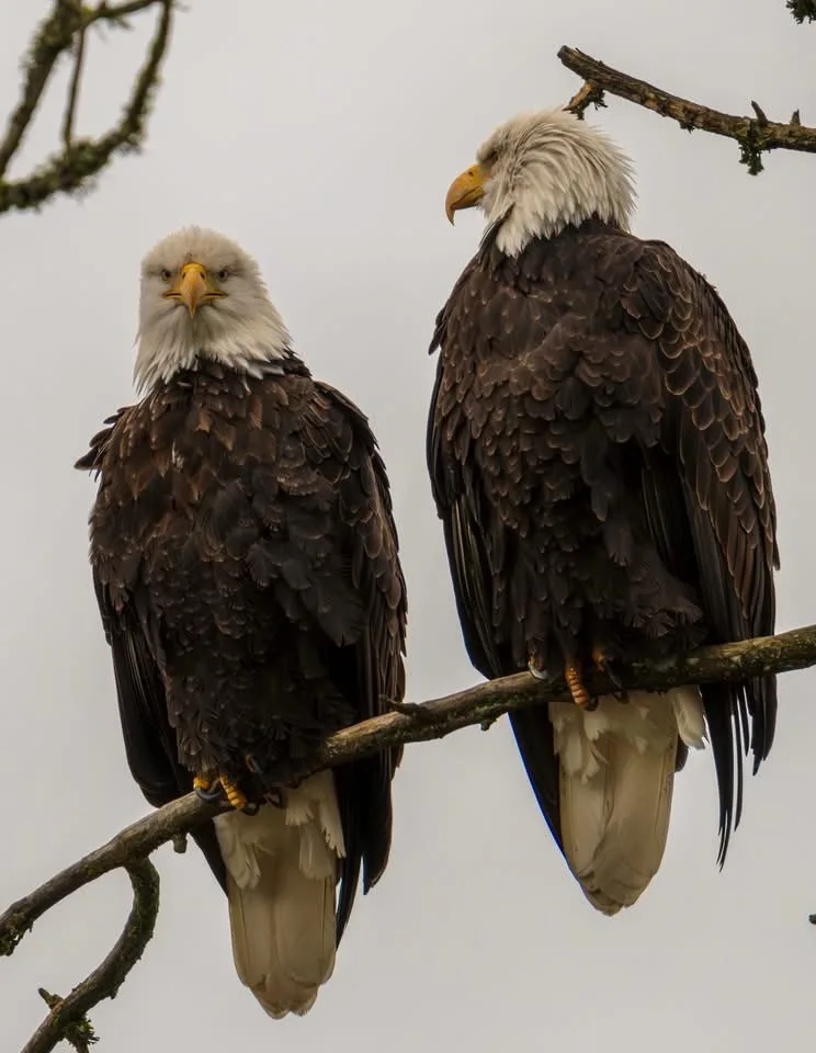 Two bald eagles sit side-by-side on a tree branch; one faces forward with a stern expression while the other turns its head…