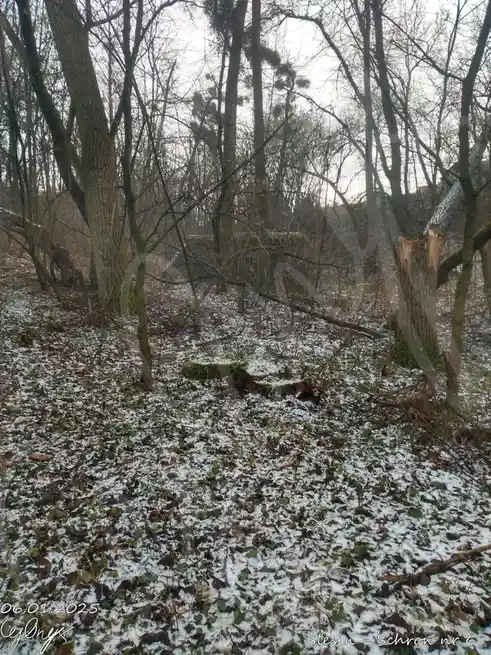 A winter forest scene with bare trees, light snow on the ground, and a mossy tree stump in the foreground. The image has a…