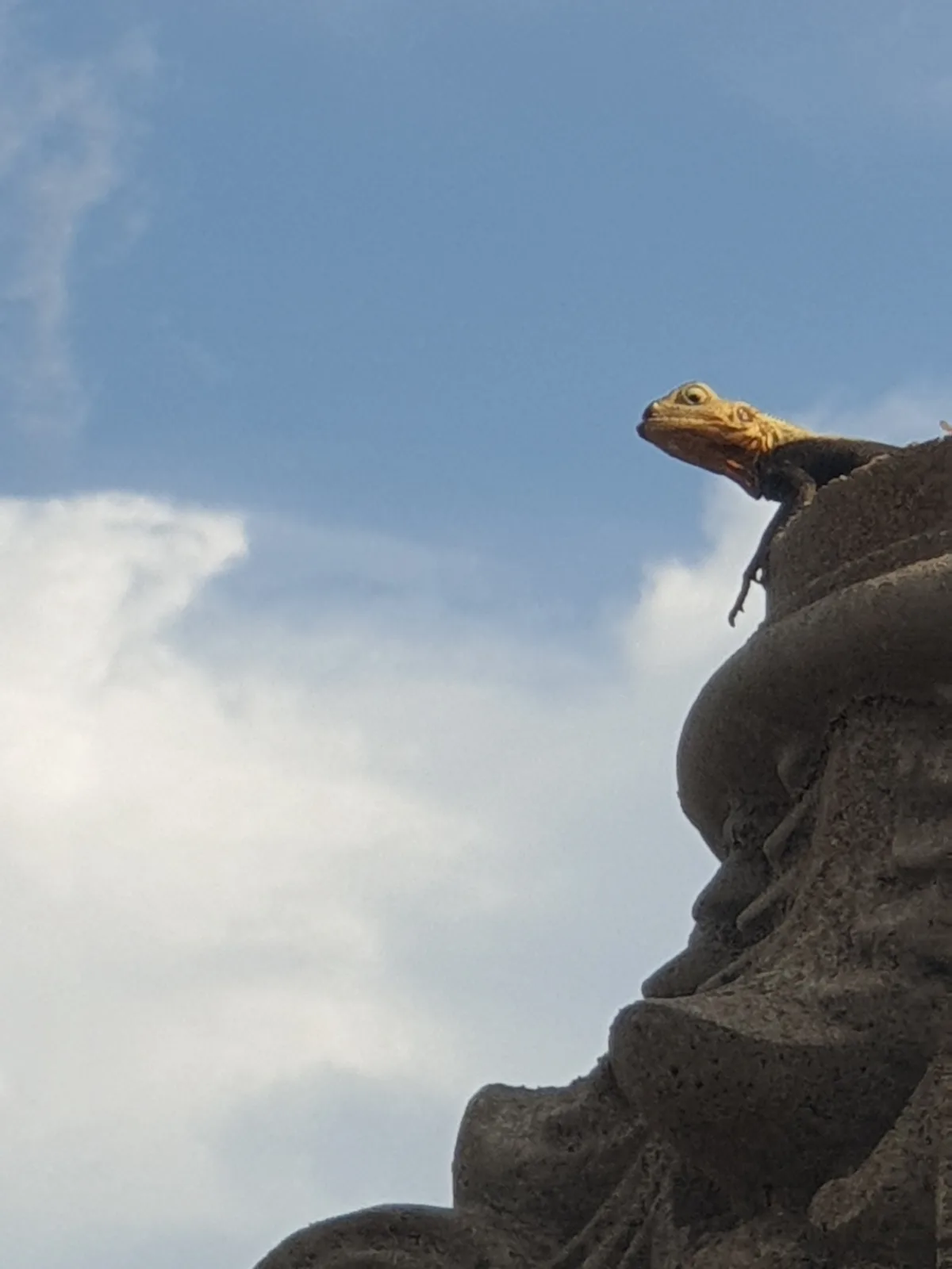 Just a Lizard Living Its Best Life