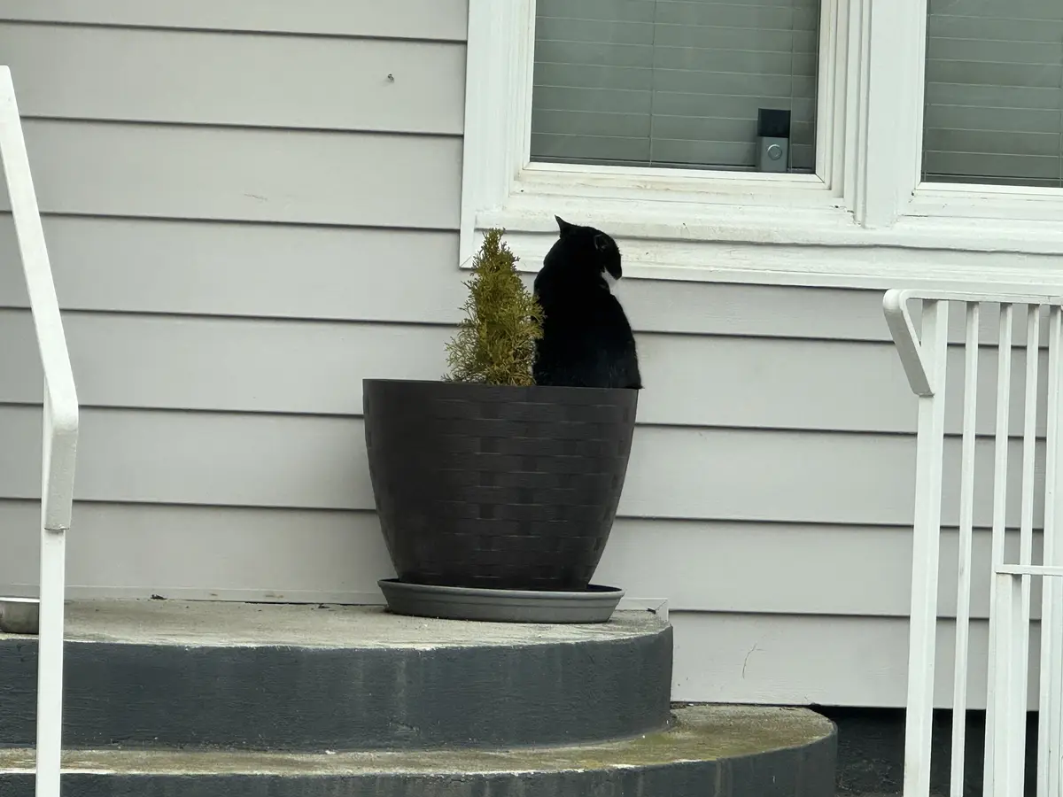 A black cat sits on the edge of a large dark planter on a porch step, facing away from the camera toward a window. The…