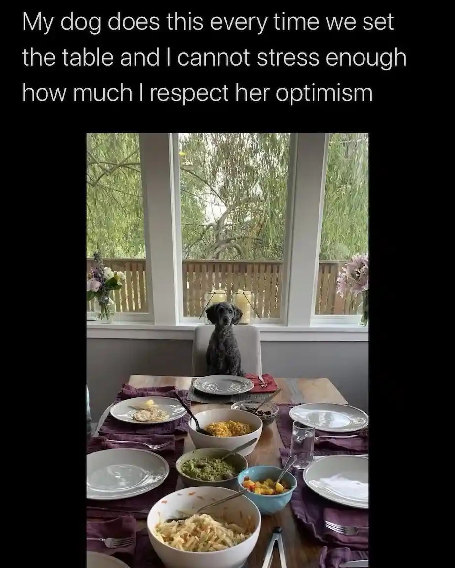 A black dog sits upright on a dining chair at a set table with plates, bowls of food, and cutlery. The dog stares forward…