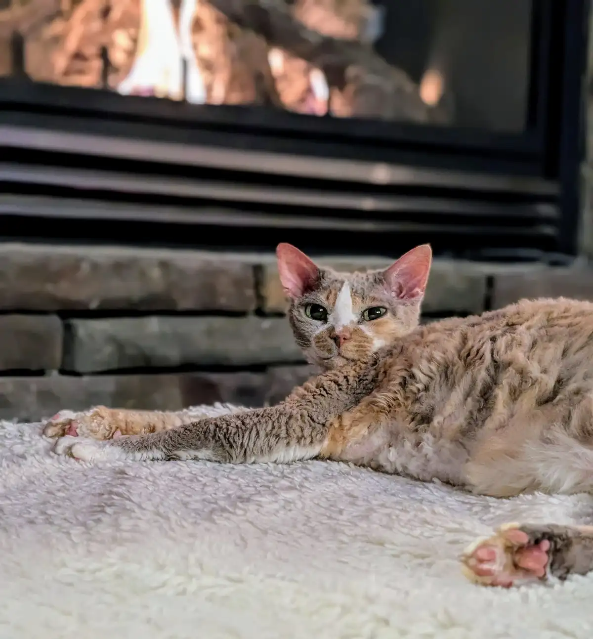 A hairless cat with curly, patchy fur and green eyes lies stretched out on a fluffy white rug in front of a lit fireplace…