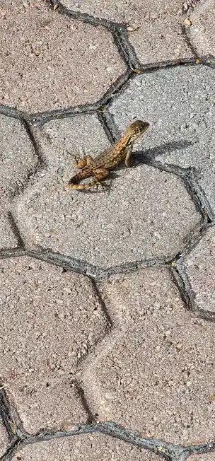 A small brown lizard with a textured, scaly body is perched on a patterned pavement made of interlocking hexagonal stones…
