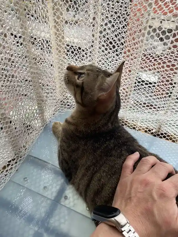 Just Another Cute Cat
