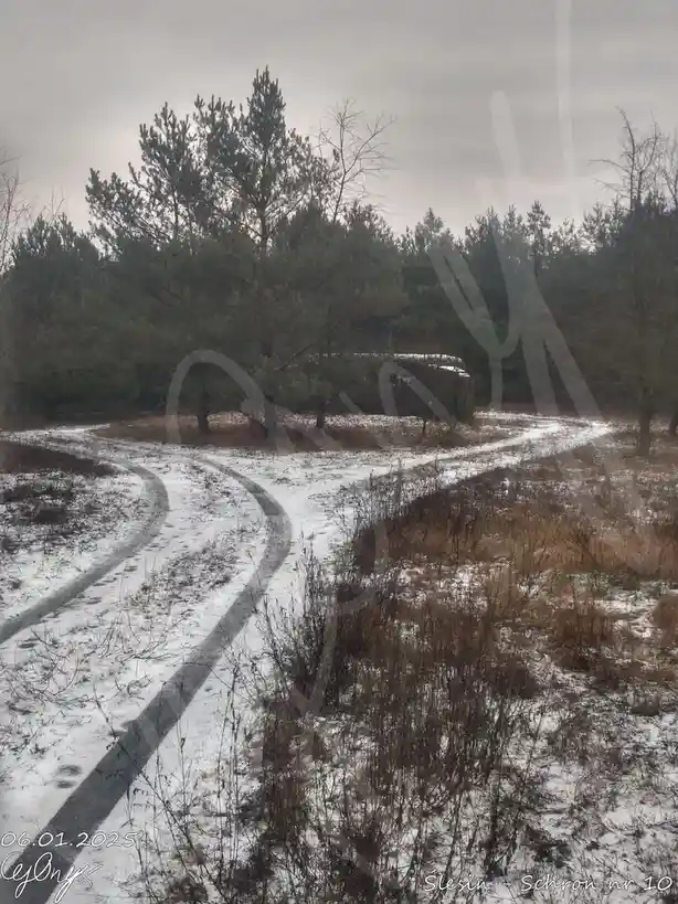 A snowy, overcast landscape shows a winding dirt path splitting into two directions through a pine forest, with faint…