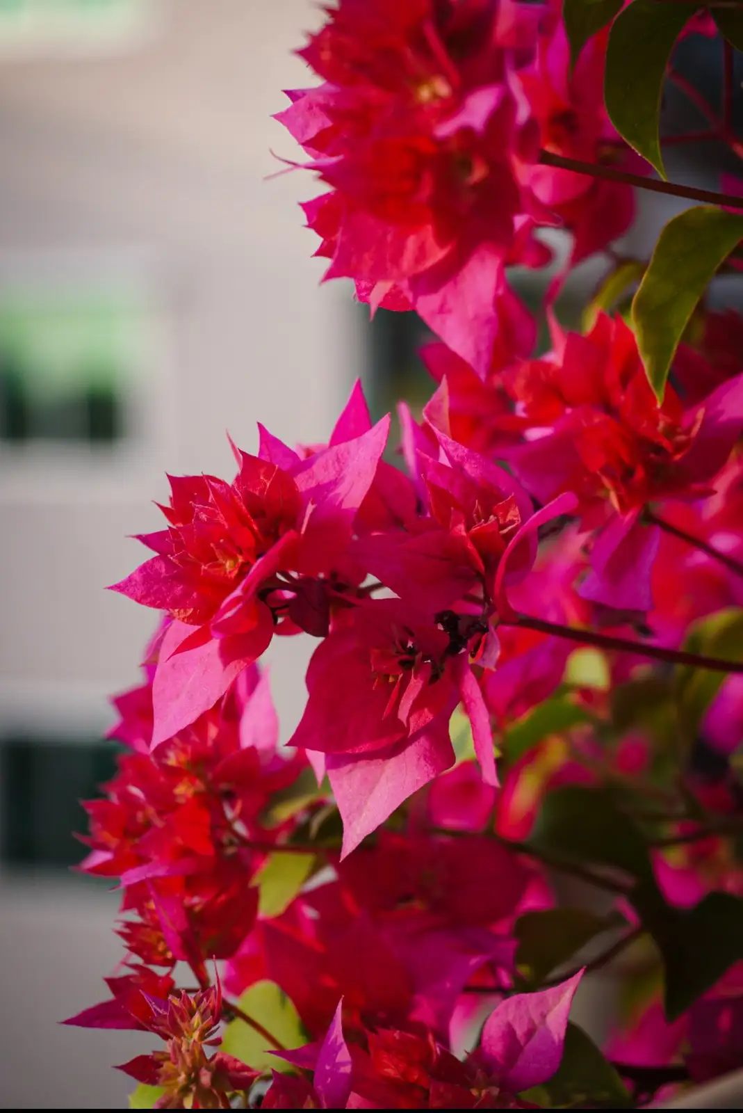 A close-up photograph of vibrant pink bougainvillea flowers with green leaves, set against a blurred background. The image…