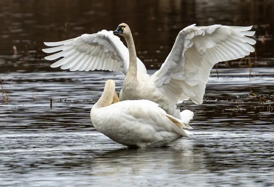 Two white swans are in water; one has wings spread wide while the other is facing away with its head down. The image has…