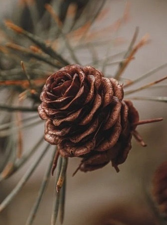 A close-up photograph of a brown pine cone attached to a pine branch, with soft-focus green and orange pine needles in the…