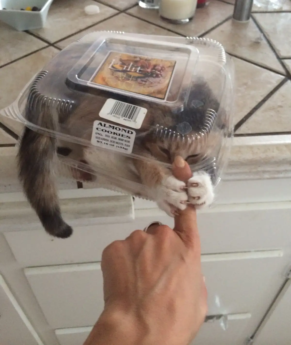 A cat is curled up inside a clear plastic container labeled 'ALMOND COOKIES' on a kitchen counter, with a person's hand…