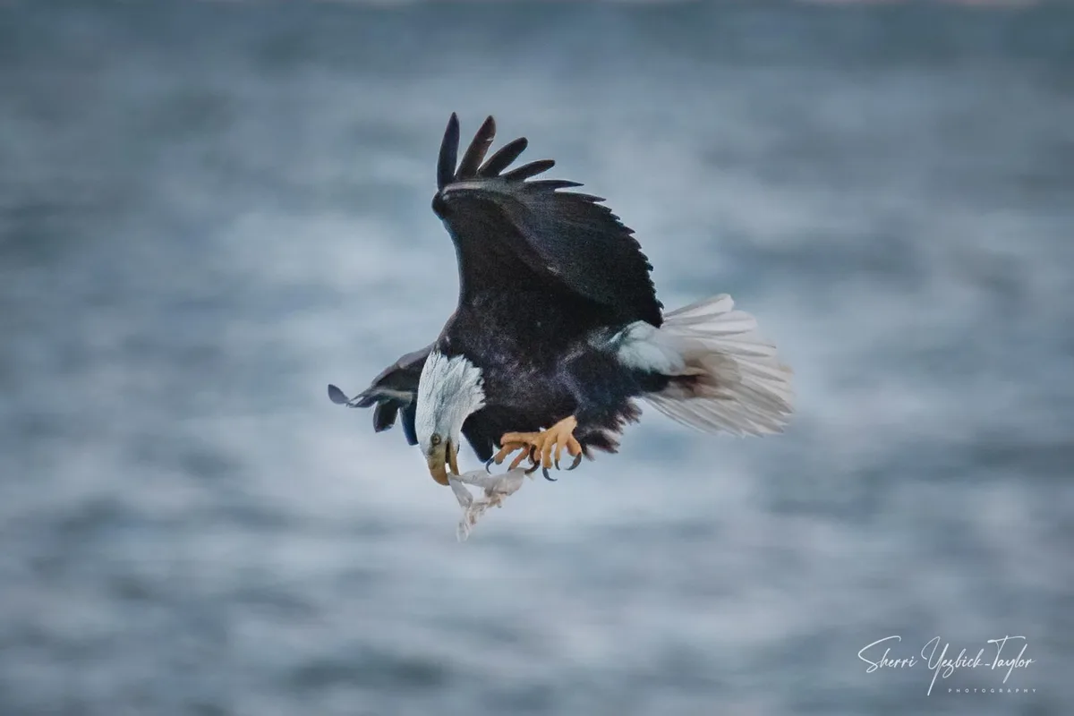 A bald eagle is captured mid-flight over water, wings spread wide, talons gripping a fish, and its white head and tail…