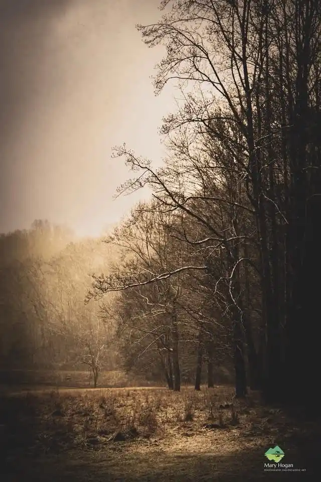 A sepia-toned photograph of a misty, barren forest with bare trees and a hazy, sunlit background. The image has a watermark…
