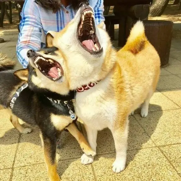 Adorable Shiba Inus stealing the spotlight