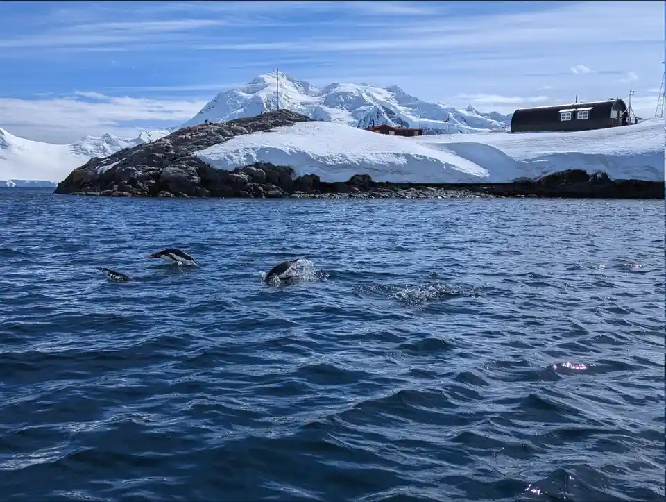 A scenic Antarctic landscape with snow-covered mountains and rocky shores, featuring a few penguins leaping out of the blue…