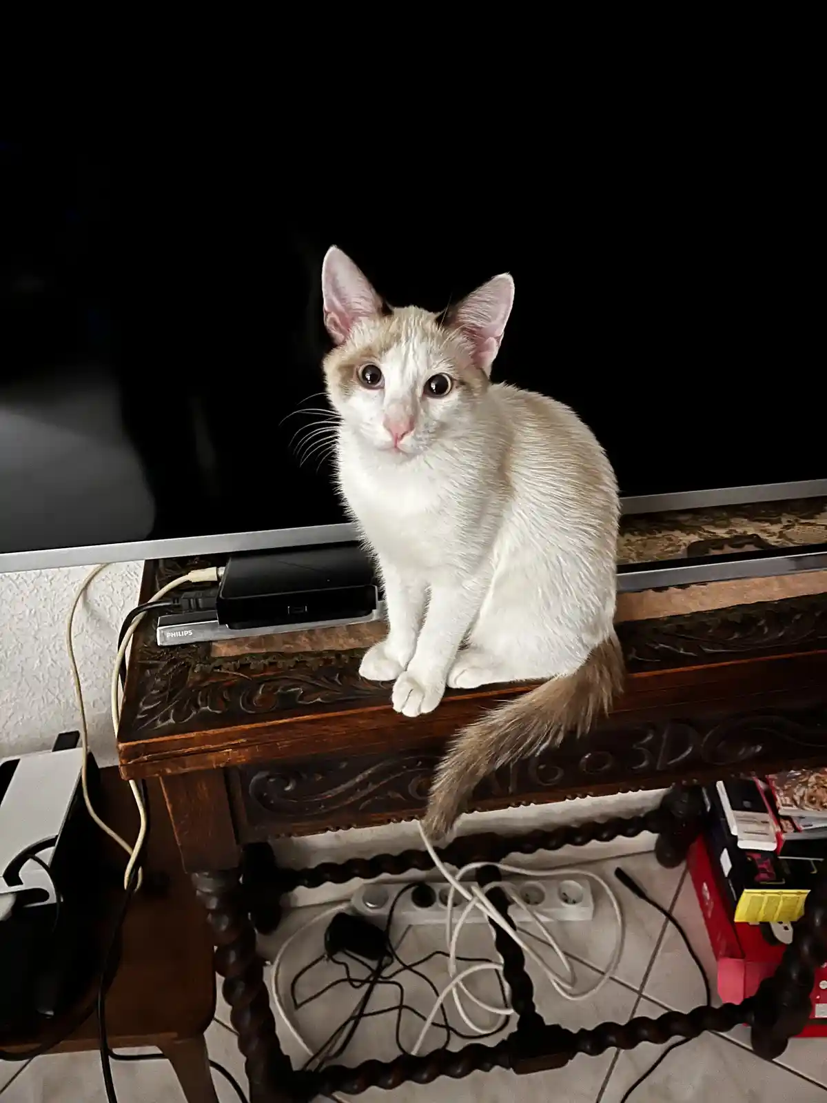A white and light brown cat sits upright on an ornate wooden TV stand, looking directly at the camera with wide, innocent…