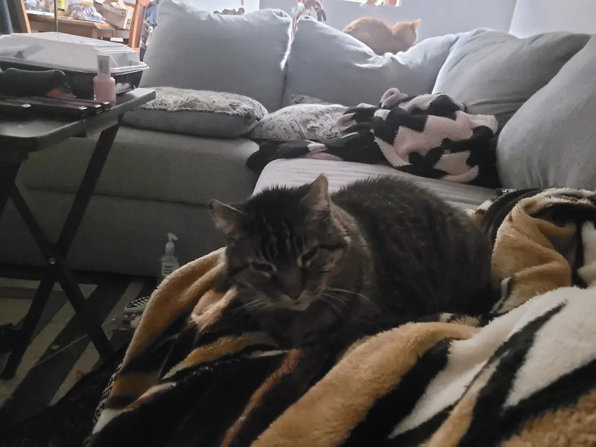 A tabby cat is curled up and sleeping on a tiger-striped blanket on a couch, with another cat visible in the background. The…