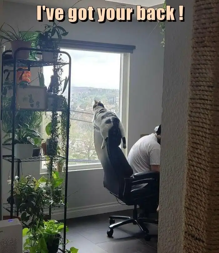 A black and white cat is perched on the back of a black office chair, looking out a window, while a person sits at a desk in…