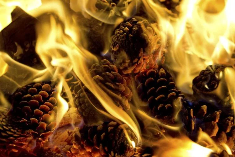 A close-up photograph shows several pine cones engulfed in bright yellow and orange flames, with smoke rising around them…
